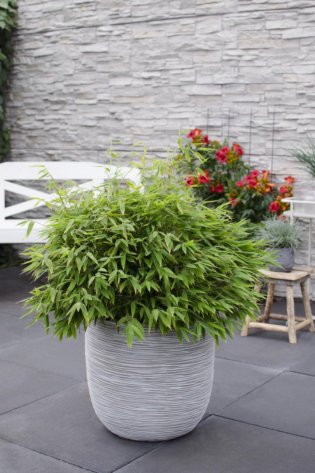 Productfoto van Fargesia Moontears Boobux, bladhoudende bamboe voor de tuin