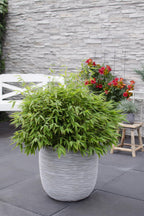 Productfoto van Fargesia Moontears Boobux, bladhoudende bamboe voor de tuin