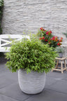 Fargesia Moontears Boobux, bladhoudende bamboe voor de tuin
