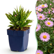 Aster dumosus Wood&