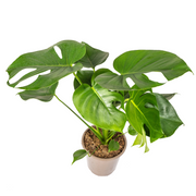 Monstera Deliciosa Tauerii