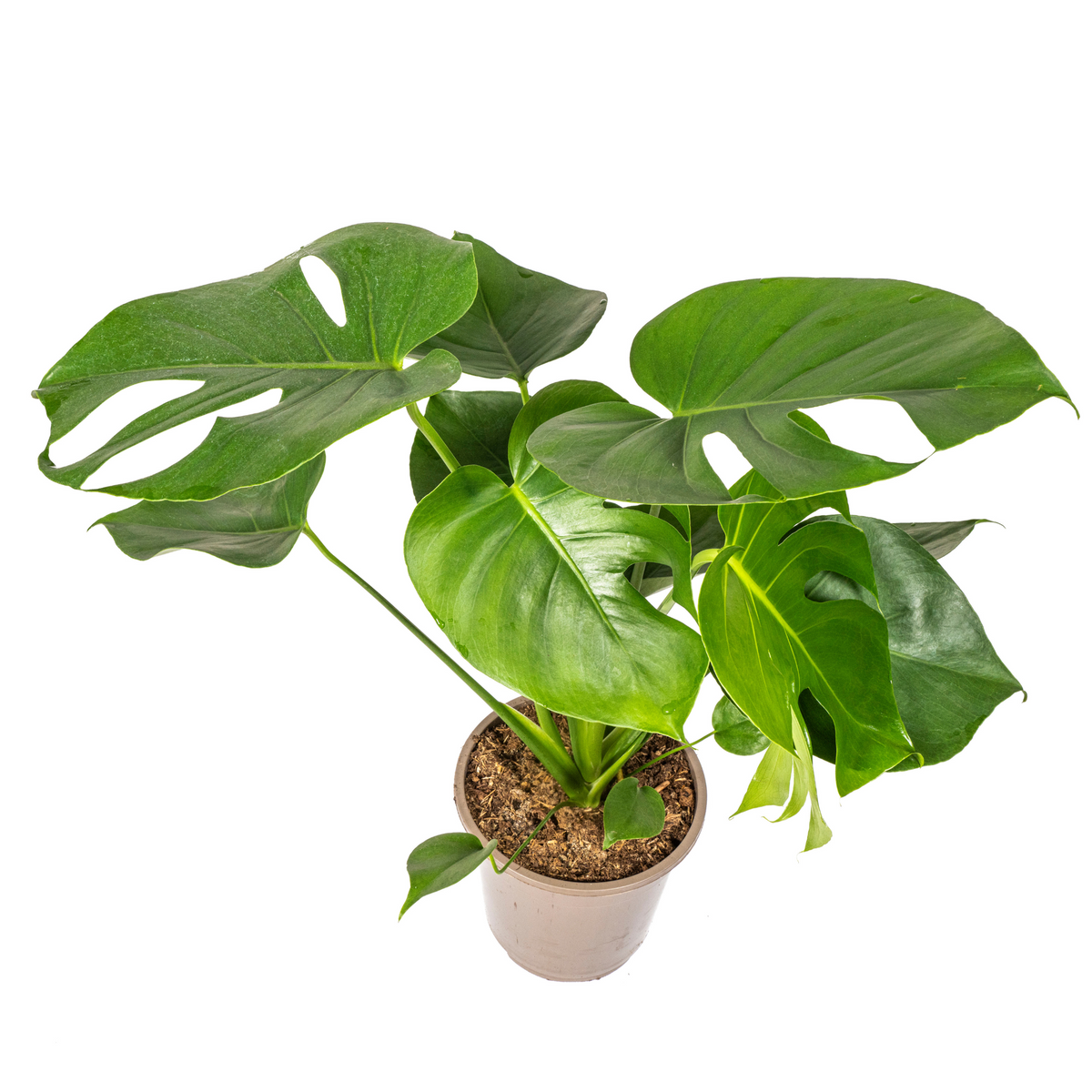 Monstera Deliciosa Tauerii, groene bladeren