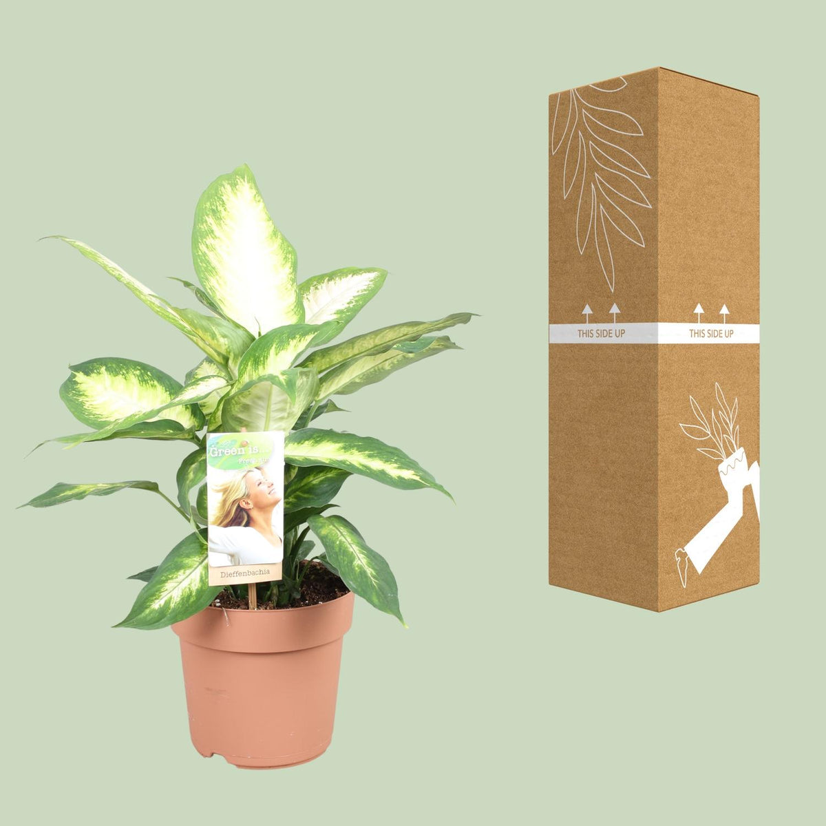 Detailfoto van Dieffenbachia Camilla