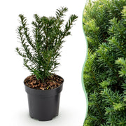 Venijnboom