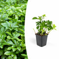 Pachysandra term. 'Green Carpet', plant in pot