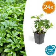 Pachysandra term. &