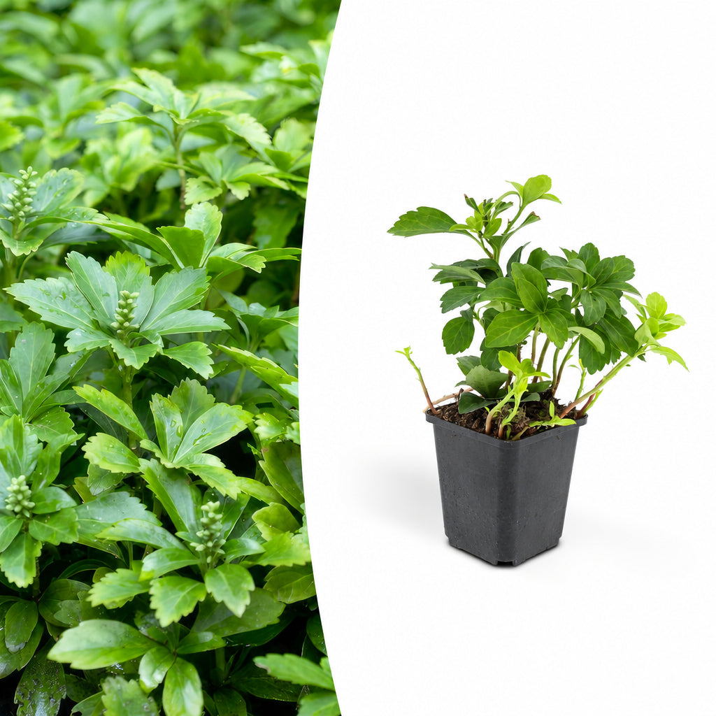 Pachysandra term. 'Green Carpet', plant in pot
