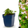 Geranium macr. Spessart - Ooievaarsbek - Bodembedekkend - Wit-Roze