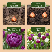 Tulp Blueberry mix bloembollen, foto 4