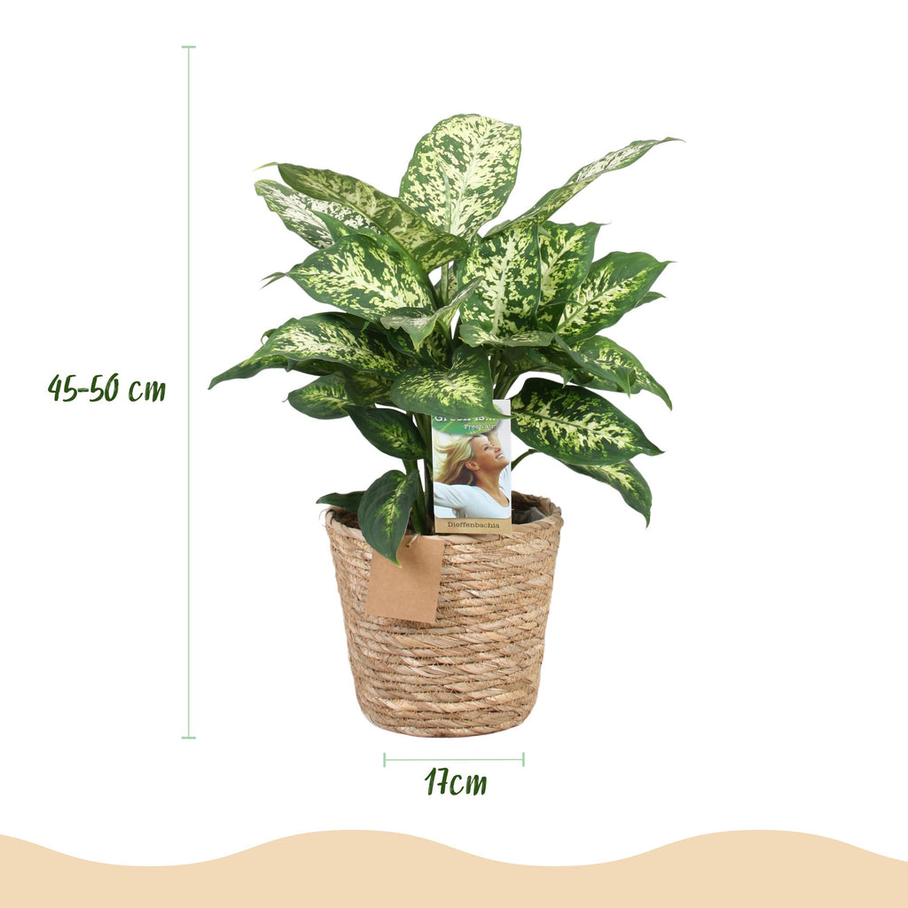Diefenbachia Compacta met mand, groene bladeren