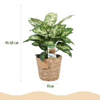Diefenbachia Compacta met mand, groene bladeren
