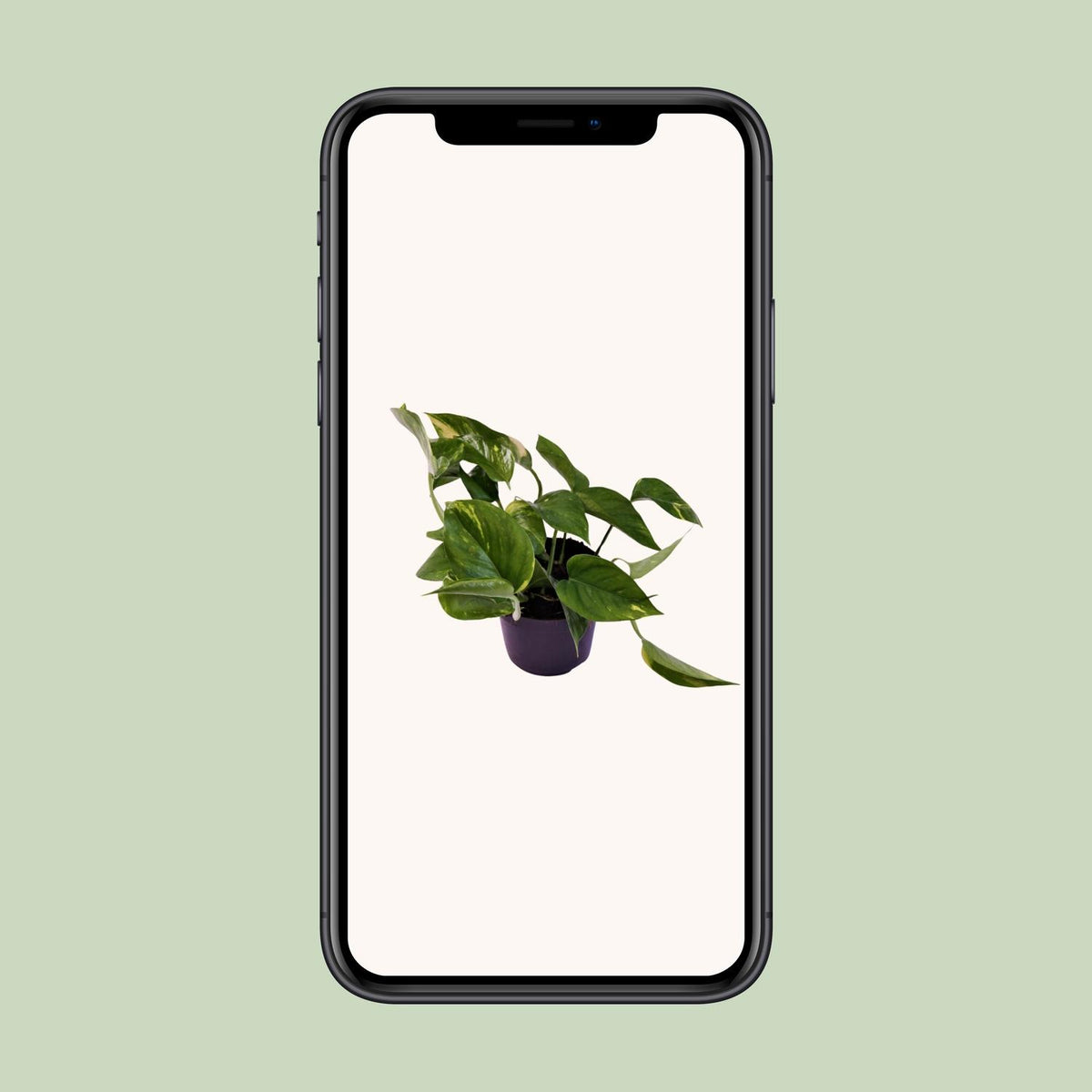 Detailfoto van Scindapsus (Epipremnum) Aureum