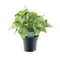 Productfoto van Syngonium White Butterfly Feel Green