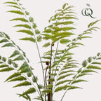 Productafbeelding van Pureplant