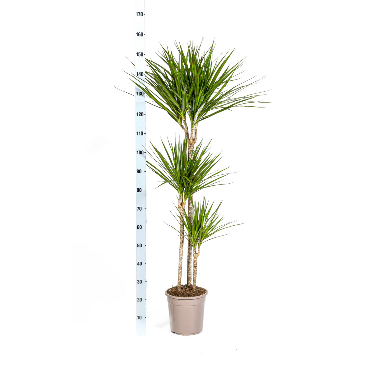 Dracaena Marginata Green, detail van het blad