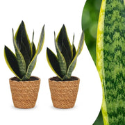 Vrouwentong Sansevieria &