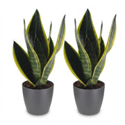 Vrouwentong Sansevieria &