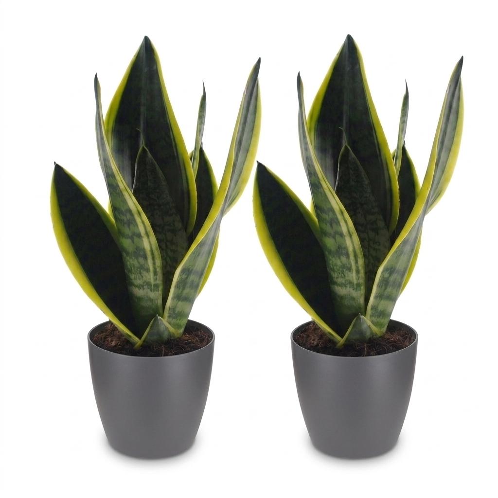 Vrouwentong Sansevieria 'Future Superb', grijze pot, detail van het blad