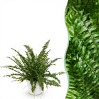 Nephrolepsis exaltata Green Lady met witte pot, detail van het blad