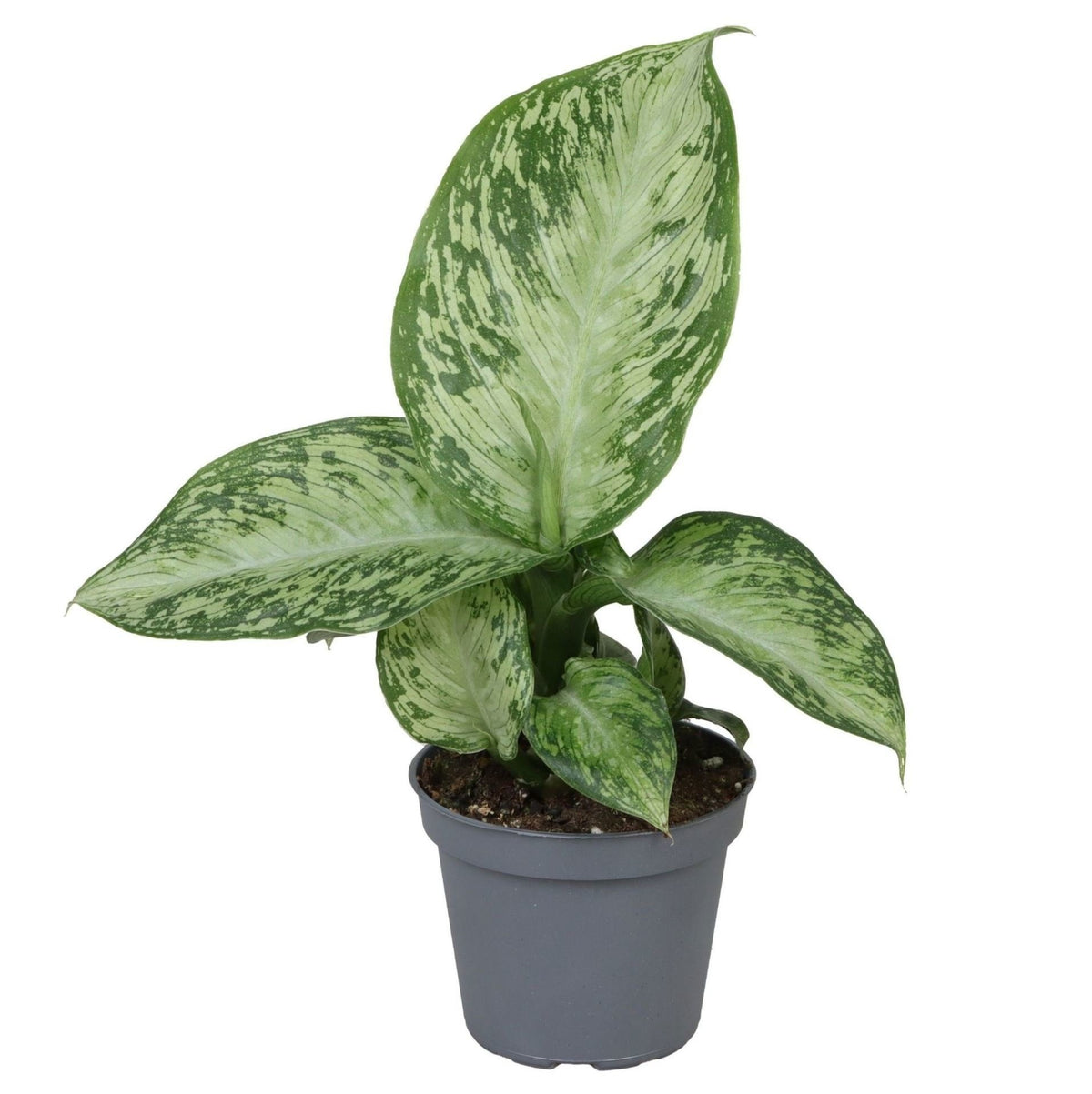 Dieffenbachia 'Snow' - sneeuwdieffenbachia - babyplant, plant in pot