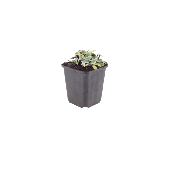 6x Anaphalis triplinervis