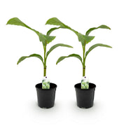 Bananenplant Musa Basjoo, 40 cm hoog