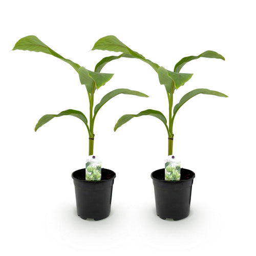 Bananenplant Musa Basjoo, 40 cm hoog, detail van het blad