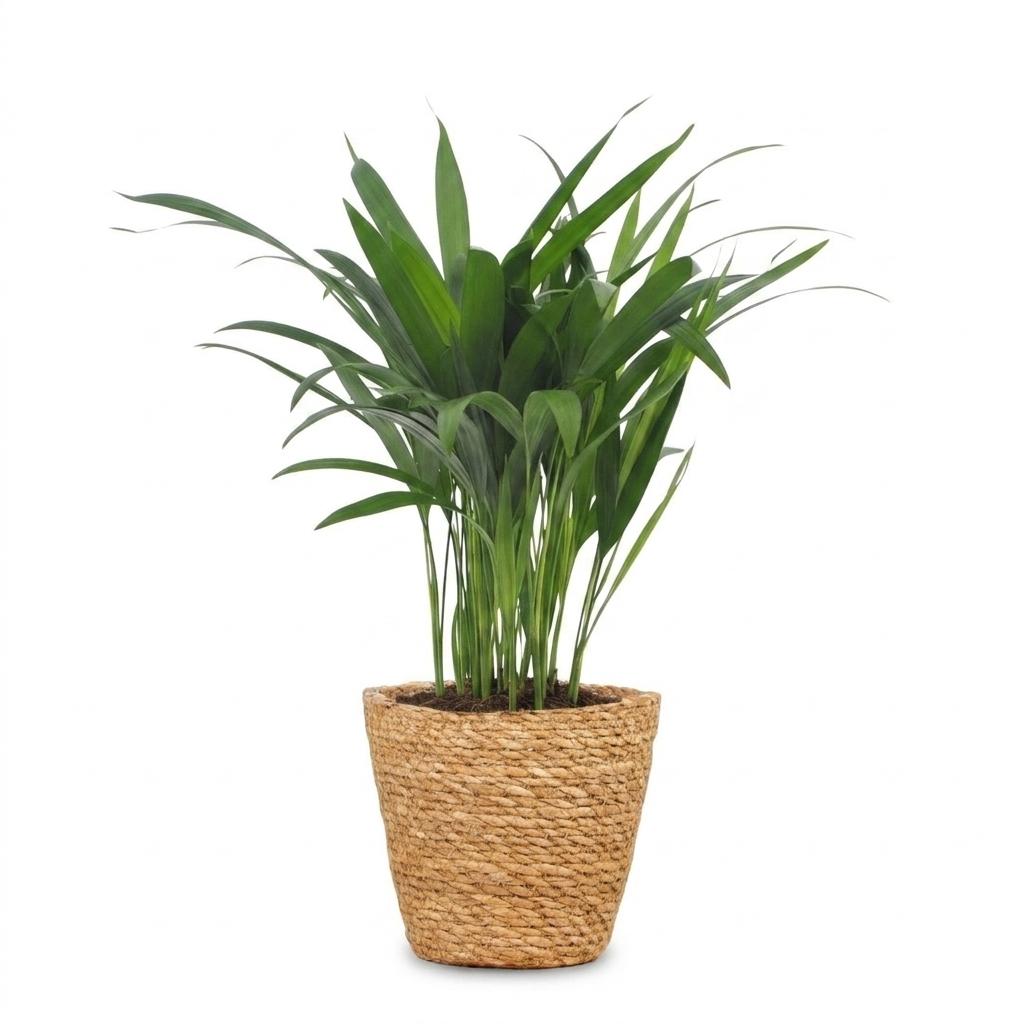 Areca Lutescens - Goudpalm met Mand, kenmerkend blad