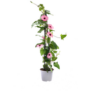 4x Thunbergia alata Sunny Susy Rose Sensation