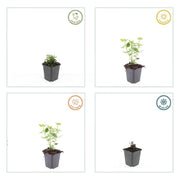 Agastache &