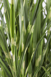 Miscanthus sinensis Strictus