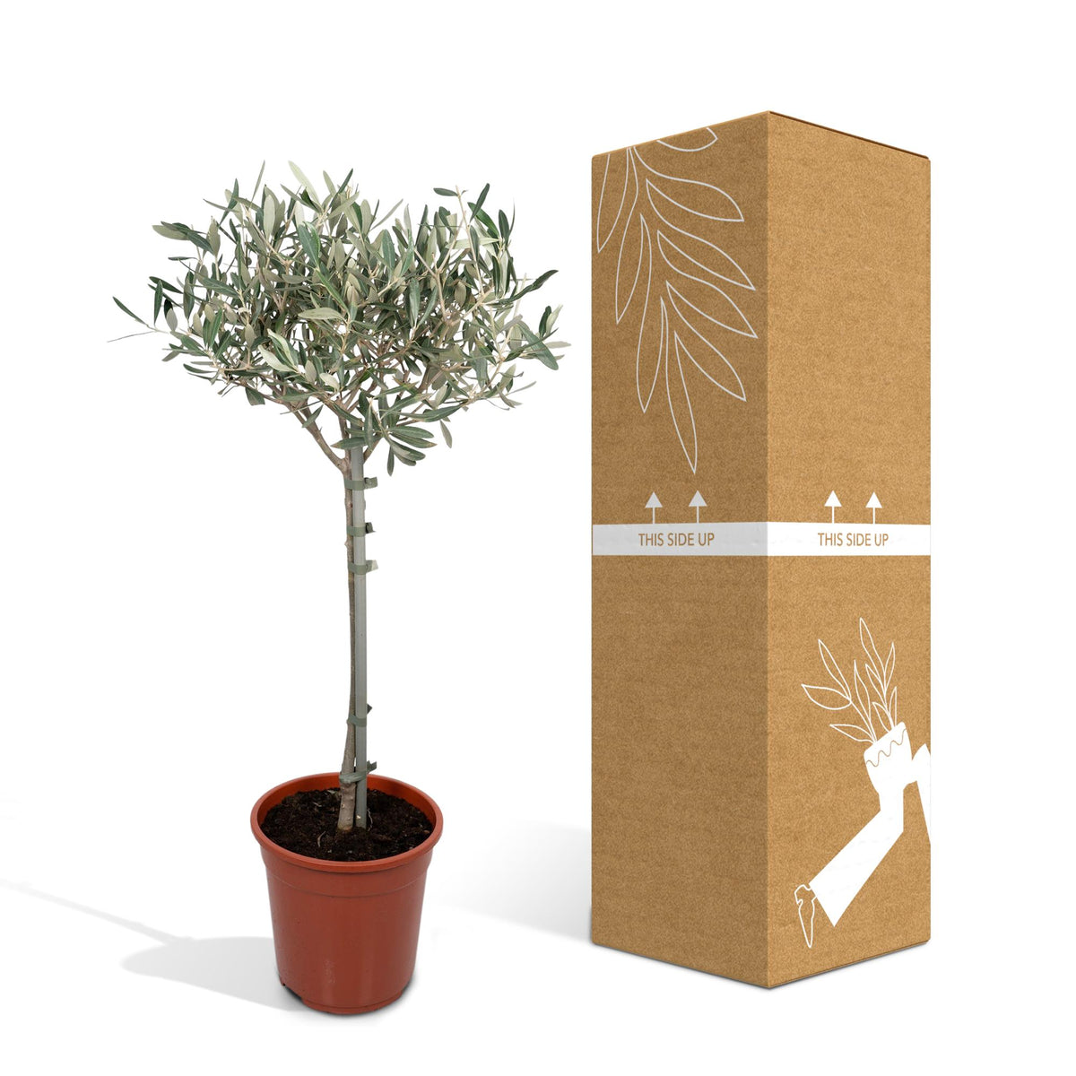 Detailfoto van Olea europaea, olijfboom op stam, 90 cm hoog