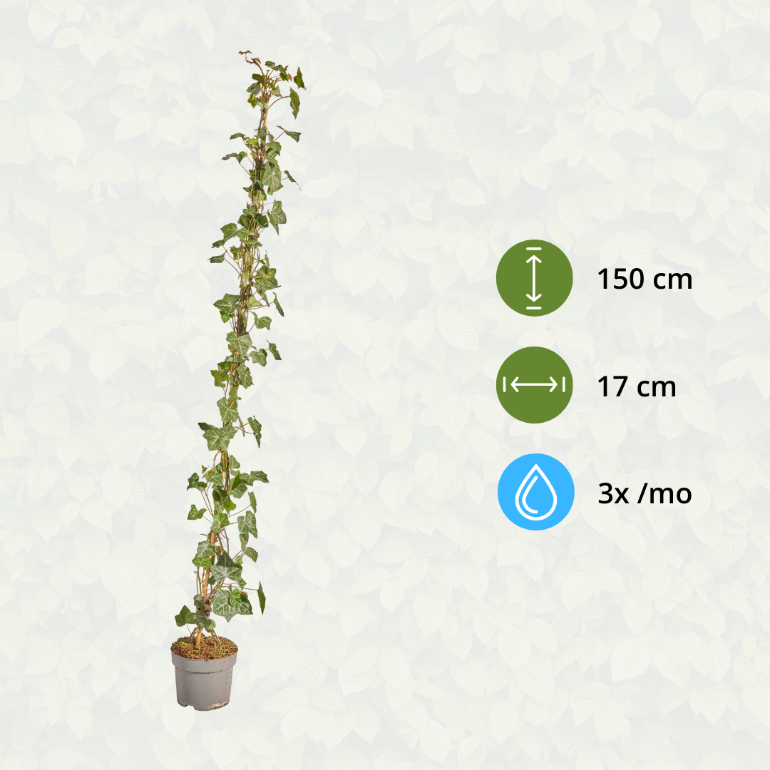 Hedera hibernica, gestokte klimop, 125-150 cm, geschikte tuinplant