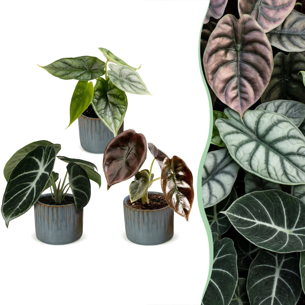 3x Baby Alocasia Tricolour