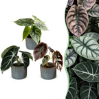 3x Baby Alocasia Tricolour