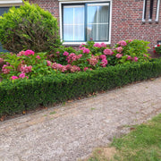 Euonymus jap. Green Spire