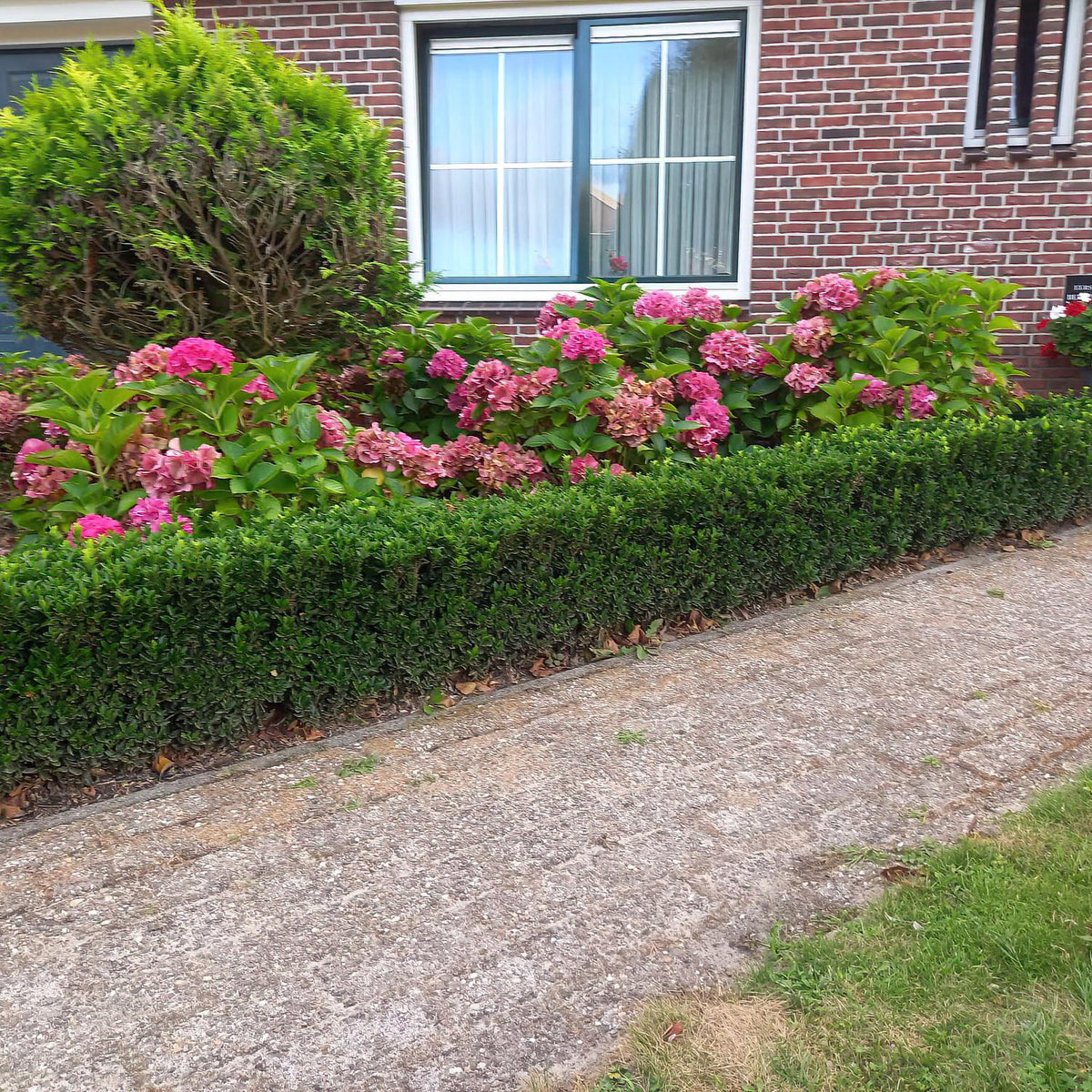 Productafbeelding van Pureplant