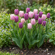 Tulp Macron mix bloembollen, foto 2