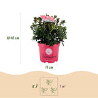Bloombux Magenta, kenmerkend blad