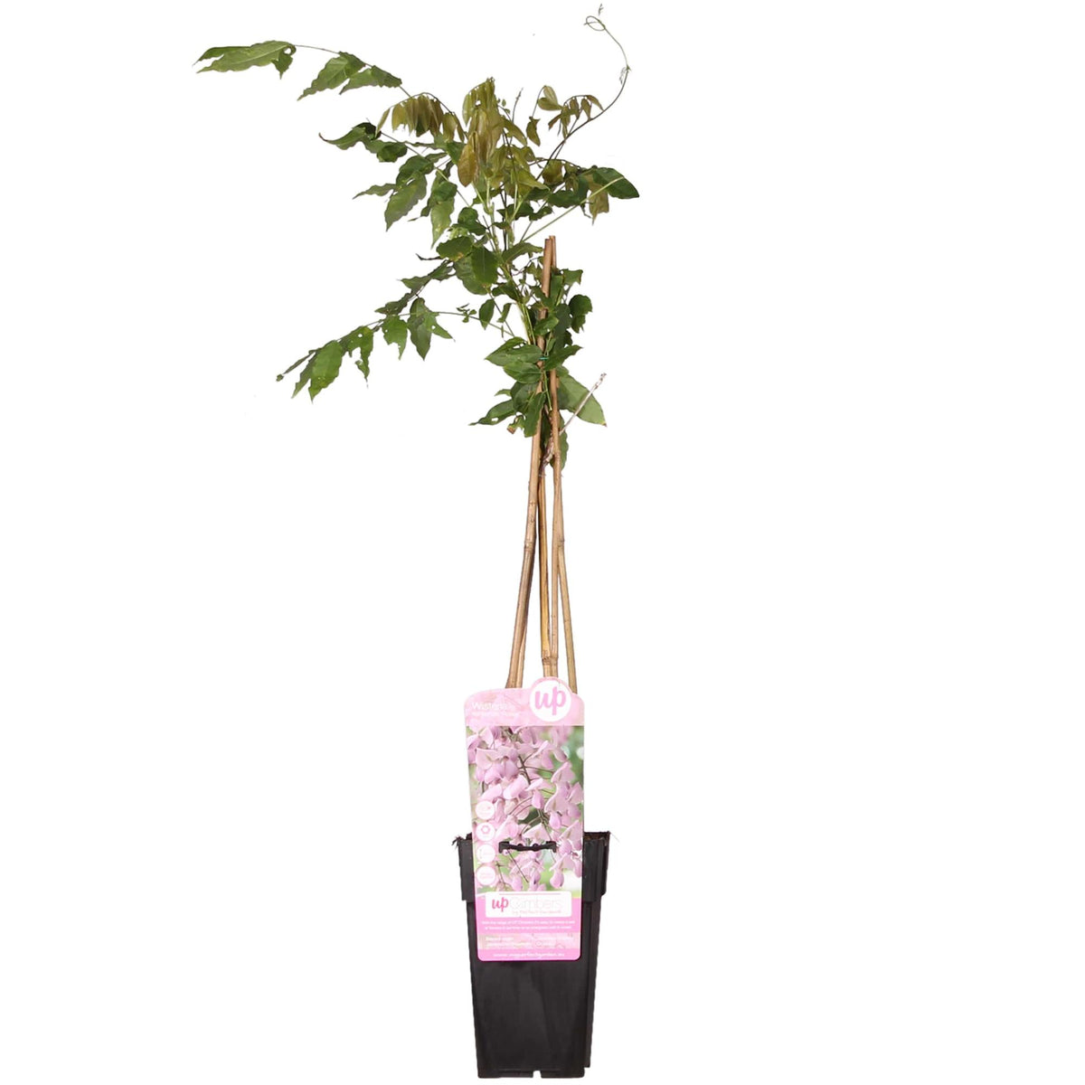 Productafbeelding van Pureplant