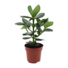 Clusia rosea 'Princess', kamerplant, glanzend blad, 15 cm
