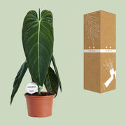 Philodendron Melanochrysum