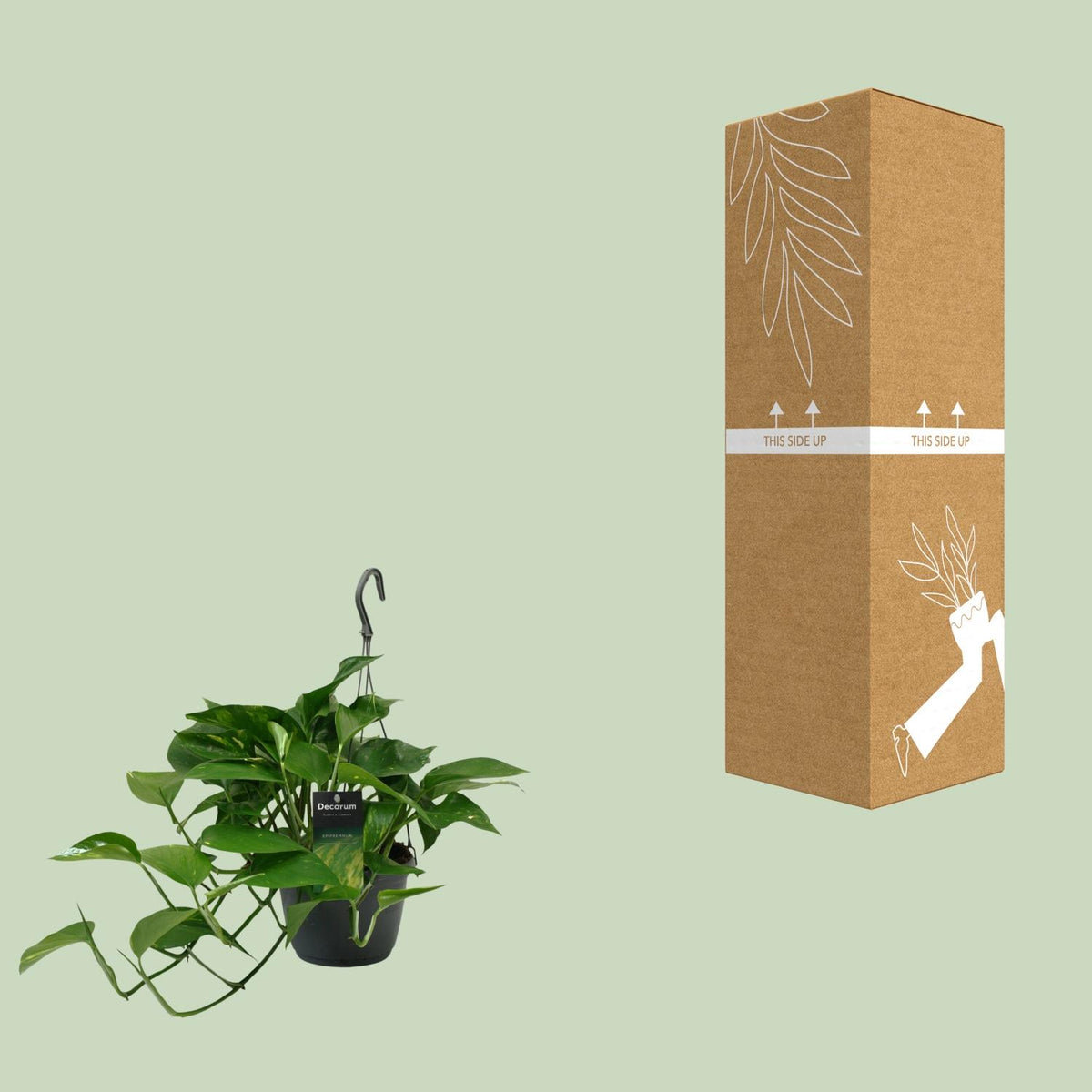 Detailfoto van Scindapsus (Epipremnum)