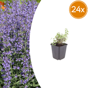 Nepeta &