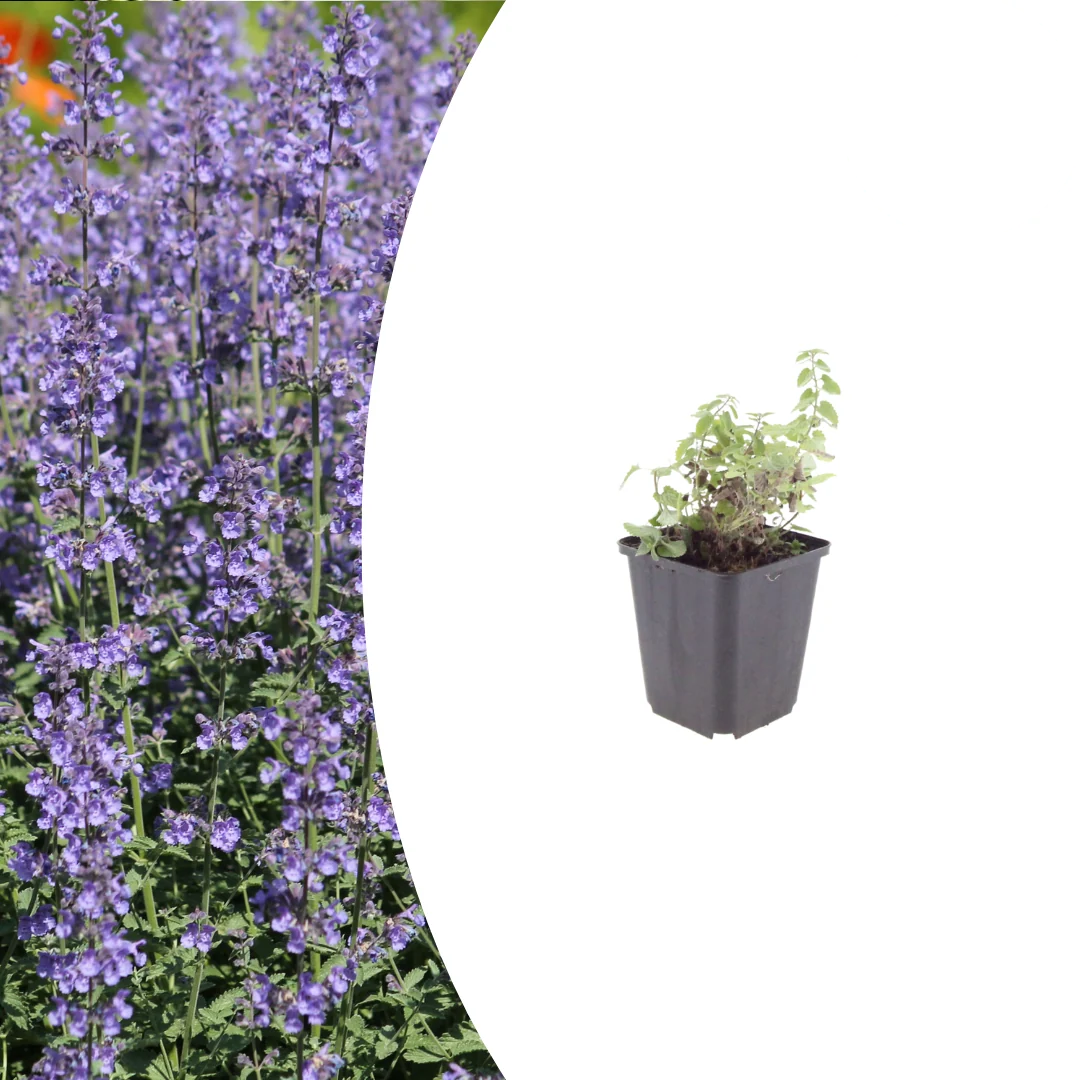 Nepeta 'Grol', kenmerkend blad