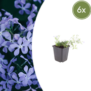Phlox (S) &