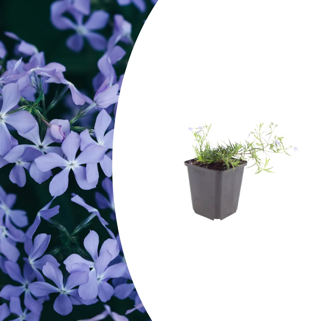 Phlox (S) 'Emerald Cushion Blue', plant in pot