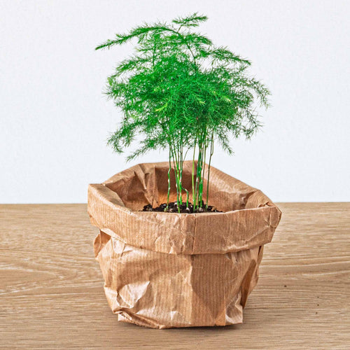 Asparagus setaceus Plumosus - Sierasperge - Terrariumplant, plant in pot