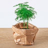 Asparagus setaceus Plumosus - Sierasperge - Terrariumplant