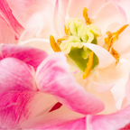 Tulpenbollen Columbus, roze-witte pioentulp, 20 stuks, detail van het blad